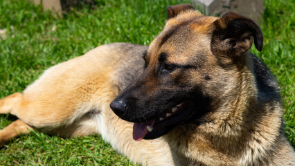 Large homeless dog with a sad expression, searching for food and shelter on the streets.