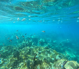 underwater in the caribbean sea, tropical coral reef and fishes. Blue turquoise aquatic background with fishes