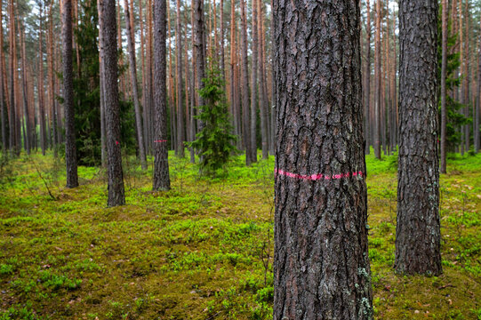 Pine tree in forest marked with red o be cut down