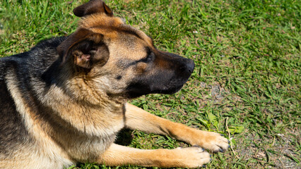 Large homeless dog with a sad expression