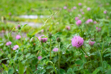 横須賀245　うみかぜ公園1　ムラサキツメクサ