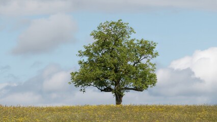 tree in the field