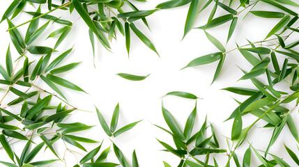 Naklejka premium Bamboo leaves,Isolated on a white background ,Fresh bamboo leaves