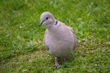 a collared dove in the garden at a spring day