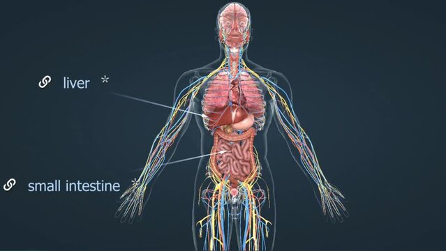 Digestive System anatomy