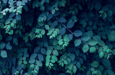 Blue leaves of a bush shrub as floral botanical dreamy pattern wallpaper backdrop background