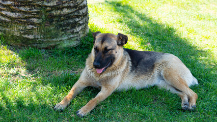 Large homeless dog with a sad expression, searching for food and shelter on the streets.