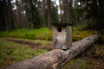 Nest box, bird house, bare, tree, spring