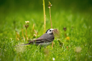 a wagtail, motacilla alba, is looking for dog hair on the green lawn in the garden for nest...