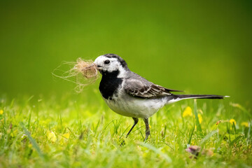 a wagtail, motacilla alba, is looking for dog hair on the green lawn in the garden for nest...