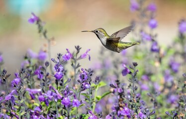 Anna's Hummingbird beautifully frozen in action over  purple salvia 