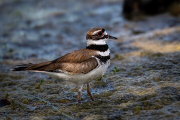 Killdeer bird up close with great looking red eyes