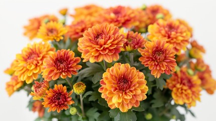 Close-up of a cluster of bright orange chrysanthemums against a white background. The flowers are vibrant and full, representing the essence of autumn's beauty.