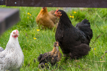 Free range chicken in the Norwegian farm in summer