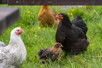 Free range chicken in the Norwegian farm in summer