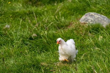 Free range chicken in the Norwegian farm in summer