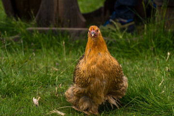 Free range chicken in the Norwegian farm in summer