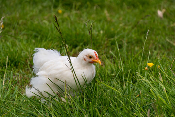 Free range chicken in the Norwegian farm in summer