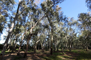 Dense eucalyptus forest in northern Israel.