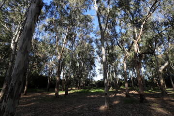 Dense eucalyptus forest in northern Israel.