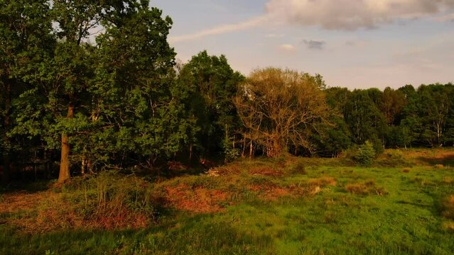 Woodland nature reserve in England wide aerial 