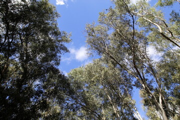 Dense eucalyptus forest in northern Israel.