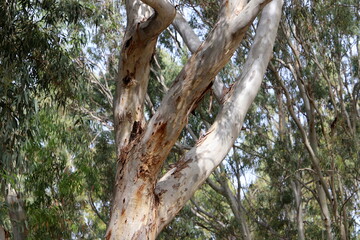 Dense eucalyptus forest in northern Israel.