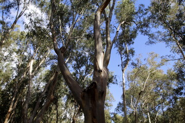 Dense eucalyptus forest in northern Israel.