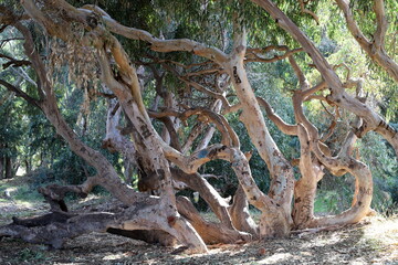 Dense eucalyptus forest in northern Israel.