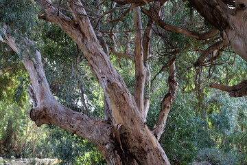 Dense eucalyptus forest in northern Israel.