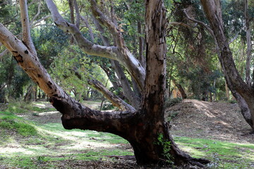 Dense eucalyptus forest in northern Israel.