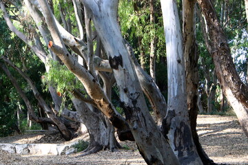 Dense eucalyptus forest in northern Israel.