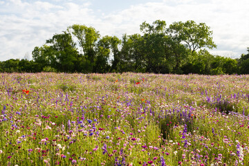 Obraz premium Beautiful meadow covered by wildflowers, in blooming season
