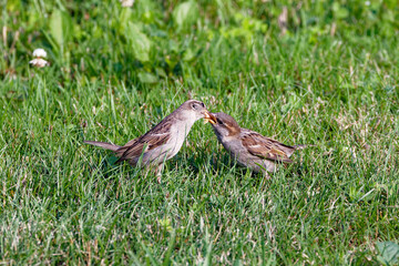 The house sparrow (Passer domesticus) female feeding young