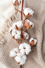 Bathroom towels with branch of cotton flowers top view. Natural and organic bath accessory for spa, beauty treatment and relaxation in neutral beige colors.