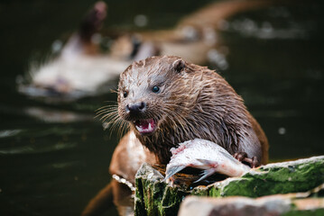 otter in the river