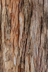 bark of a tree