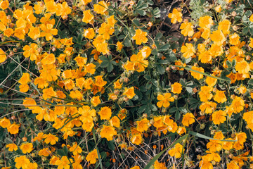 Close up of yellow wildflowers in bloom in springtime.