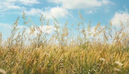 Fototapeta premium Summer field with tall grasses with flower. Open field with wild flower and butterfly. Sunny day wide blue sky