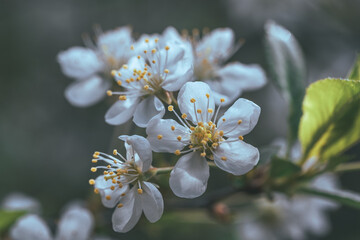 Blossoming branch of cherry on a blurred background. Toned.