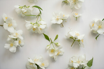 pattern of beautiful white fragrant flowers on a white background. Floral light background