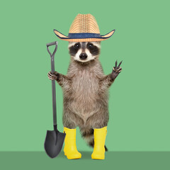 Raccoon in a gardening hat and rubber boots with shovel in his hands standing on a green background