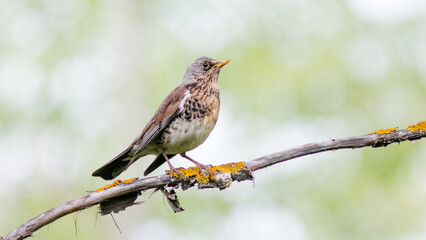 sparrow on a branch