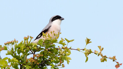 black capped kingfisher