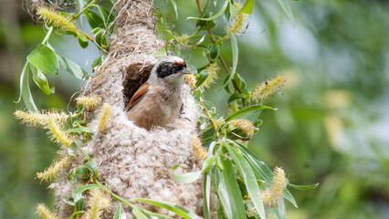 Remez builds its nest on a willow branch in spring