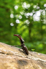 European wild beetle - the European stag beetle or the greater stag beetle, Latin Lucanus cervus - a male with large mandibles, in the middle of a spring green forest on a fallen tree trunk