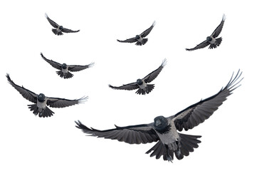 flying ravens isolated on white background