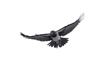 flying raven isolated on white background