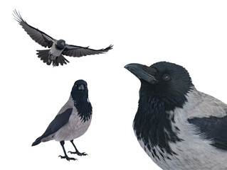 grey raven isolated on white background