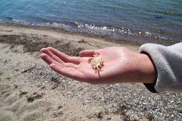 Crab in girl's hand on the sandy beach by the sea, nice sunny day